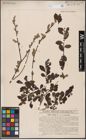 Foto von Salix aurita L.